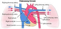 Pulmoner Hipertansiyon Görseli